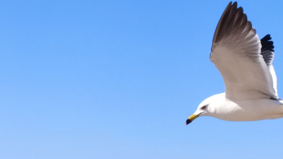 btc&ETH，洋洋&得意